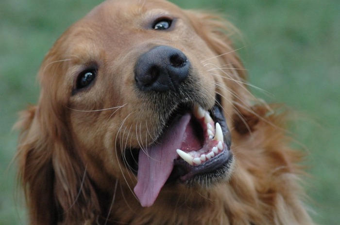 Red Dog